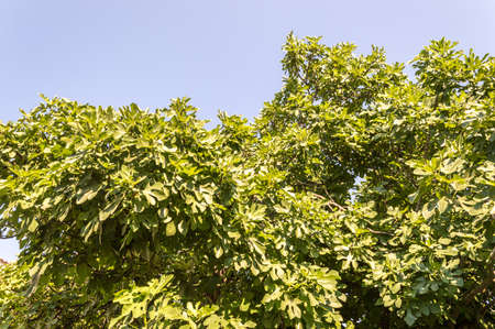 Green crown with immature fruit of the fig tree illuminated by a bright sunの写真素材