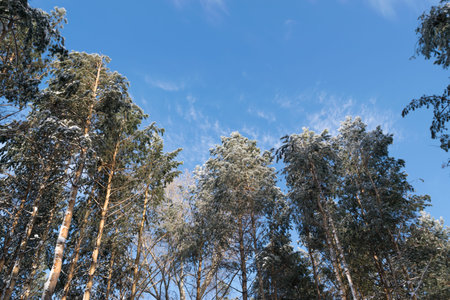 Winter Photo of Blue Sky Surrounded by the Treetops. Hoarfrost Falling From the Branches