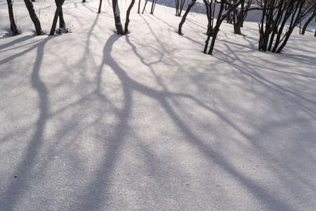 Winter Forest or Park with Space for Text. Long Evening Shadows on Snowの写真素材