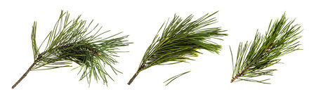 Pine branch or twig isolated on white background