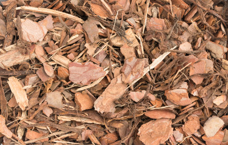 Chips of Pine Bark Background. Wood Fibers And Chips Texture