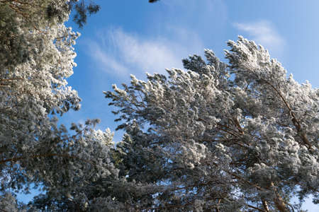 Winter Photo of Blue Sky Surrounded by the Treetops. Hoarfrost Falling From the Branchesの写真素材