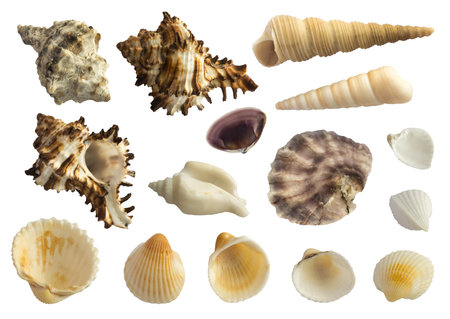 Set of Various Sea Shells Isolated on White Background. Seashell Collection from Different Seas and...