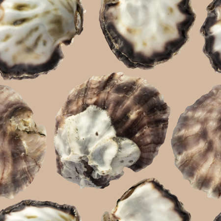 Seamless Pattern with Shells of Oysters Top View. Sea Shells Textureの写真素材