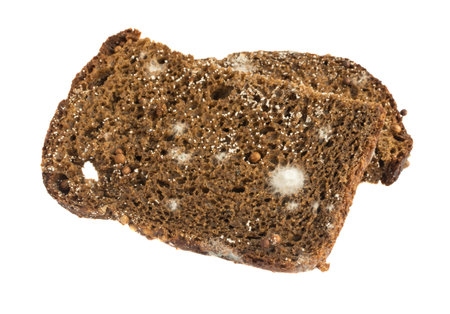 Mold on Black Bread Isolated on White Background