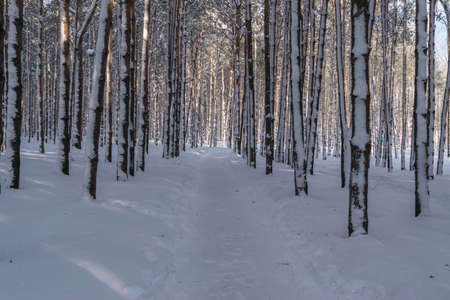 Beautiful Winter Forest or Park in Snow. Frosty and Sunny Dayの写真素材