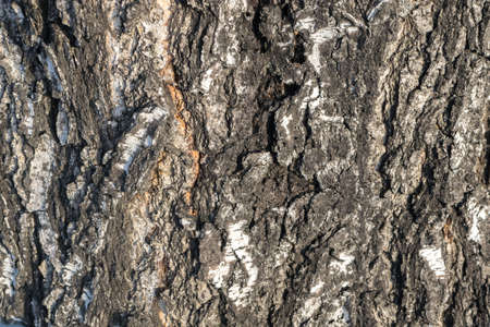 Natural Relief and Rough Bark Texture of Old Birch in the Evening Lightの写真素材