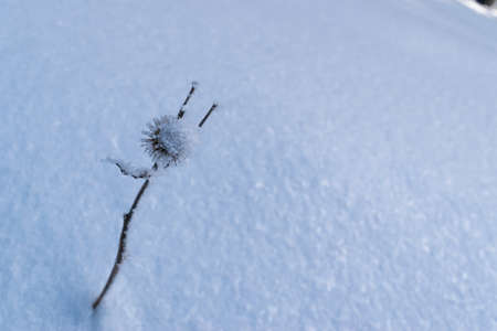 Dry Twig Covered With Frost in the Snowの写真素材