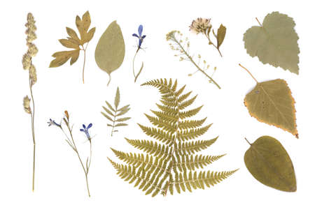 Pressed Dried Herbarium of Various Plants on White Backgroundの写真素材