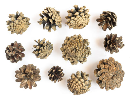 Collection of Separate Pine Cones Isolated on White Background Top View
