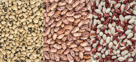 Collage of Dry White and Pinto Beans. Multicolored Legumes Textures Top View