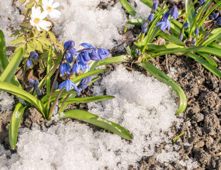 Beautiful Fresh Blue Spring Flowers in Early Spring. Primroses with Snowの写真素材