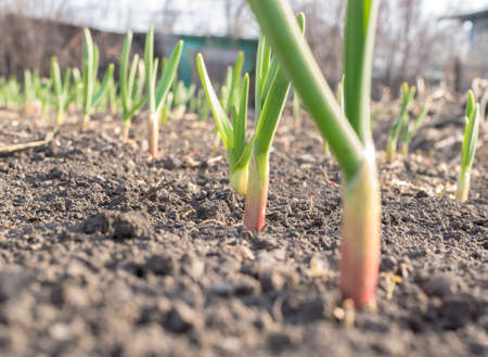 Young Green Garlic Sprout on Black Bed Early Springの写真素材
