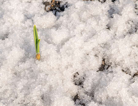 Green Plant Growing Through the Snow. Spring Garlic Sproutの写真素材