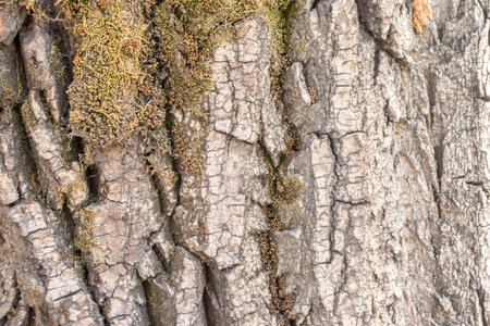 Detailed Texture of Old Poplar Bark with Deep Cracks. Natural Tree Background