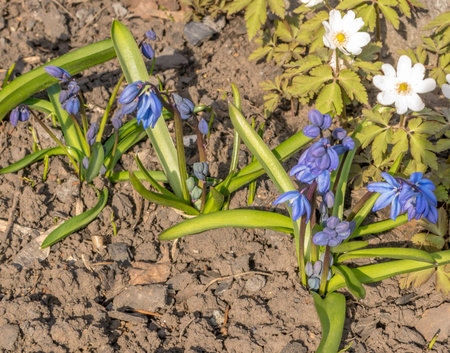 Beautiful Fresh Blue Spring Flowers in Early Spring
