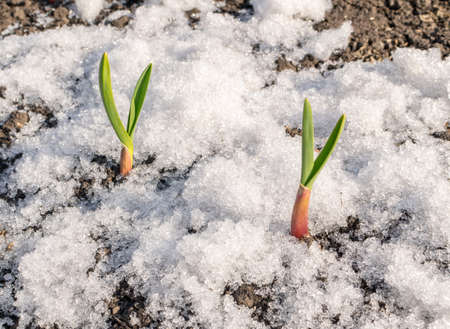 Green Plant Growing Through the Snow. Spring Garlic Sproutの写真素材