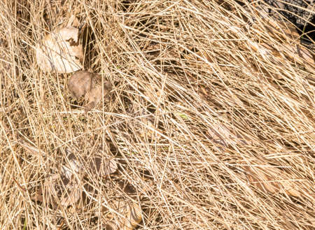 Dry Brown Grass on the Ground with Dried Leaves in Aprilの写真素材