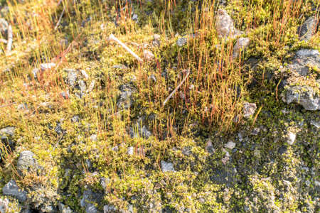 Spring Fores Moss in the Sunshine. Green Nature Lichen Backgroundの写真素材