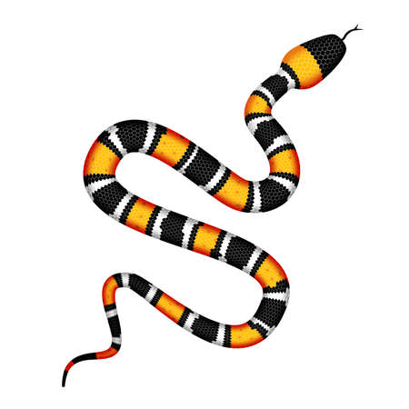 Vector 3d Illustration of Coral Snake or Micrurus Isolated on White Background. Serpent with Orange and Black Stripesのイラスト素材