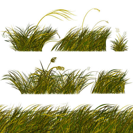 Green and Brown Steppe Grass Brushes and Templates for Design. Vector Illustration Isolated on White Backgroundのイラスト素材