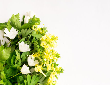 Beautiful Spring Yellow Corydalis and Nemorosa Flowers on White Background. Fresh Forest Primroses