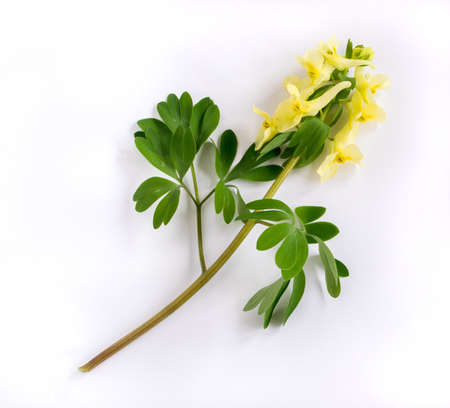 Beautiful Spring Yellow Corydalis Flower on White Background. Fresh Forest Primroseの写真素材