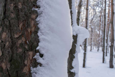 Beautiful Winter Forest or Park in Snow. Frosty and Sunny Dayの写真素材