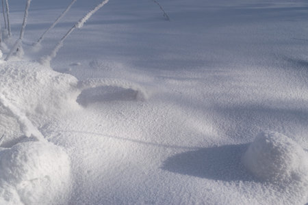 Dry Twigs Covered With Frost in the Snow