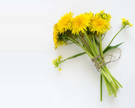 Bouquet of Dandelion Flowers on White Background. Beautiful Yellow Blossoms Close Upの写真素材