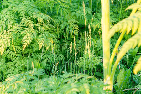 Beautiful natural background with green summer plantsの写真素材