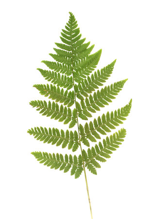 Pressed Dried Herbarium of Fern Isolated on White Background
