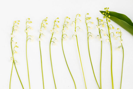 Lilies of the Valley on White Background Top View and Flat Lay