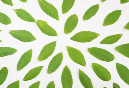 Pattern made of Young Green Leaves of Honeysuckle and Spring Flowers. Flat Lay Background