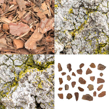 Set of Natural Bark Backgrounds. Old Forest Tree Barks Collection. Wood Chips on White Backgroundの写真素材