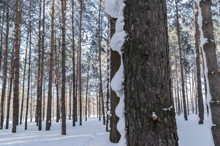 Beautiful Winter Forest or Park in Snow. Frosty and Sunny Dayの写真素材