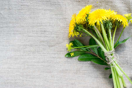 Dandelion Flowers on Burlap Rustic Background. Beautiful Yellow Blossoms Close Up. Fresh Wildflowers with Green Grass and Leaves Top Viewの写真素材
