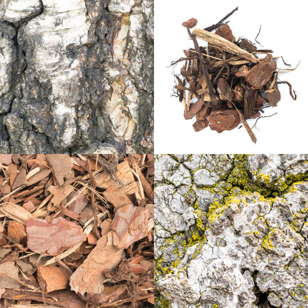 Set of Natural Bark Backgrounds. Old Forest Tree Barks Collection. Wood Chips on White Background