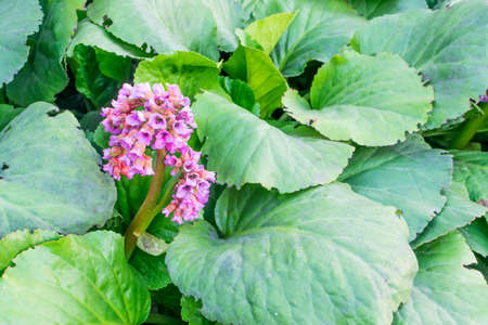 Pink Spring Flower on a Green Background in Evening Lightの写真素材