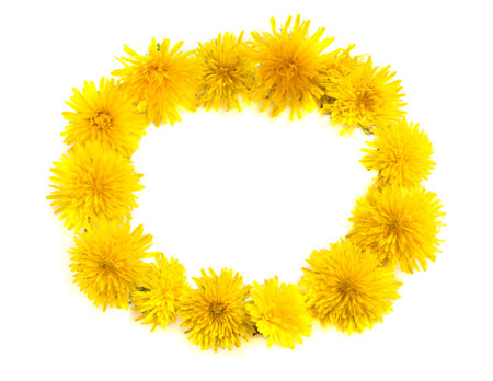 Dandelion Flowers Wreath on White Background. Yellow Blossoms Close Up. Fresh Wildflowers Top Viewの写真素材