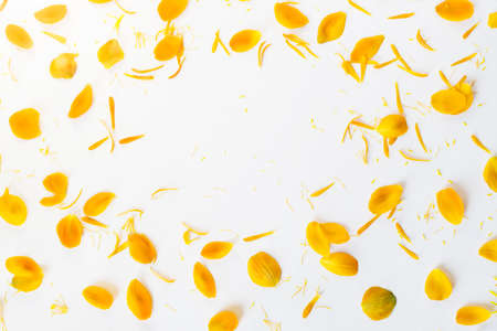 Orange Petals of Globe Flowers or Trollius Europaeus on White Background with Blank Space for Textの写真素材