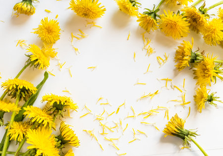 Dandelion Flowers on White Background. Beautiful Yellow Blossoms Close Up. Fresh Wildflowers Top...