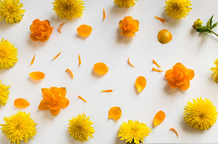 Orange Petals of Globe Flowers or Trollius Europaeus with Yellow Dandelions on White Background with Blank Space for Textの写真素材