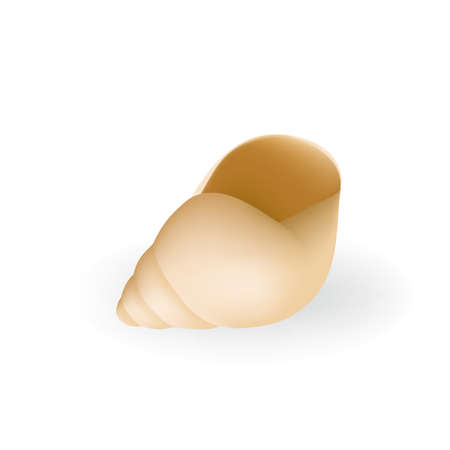 Realistic Seashell Isolated Illustrationのイラスト素材