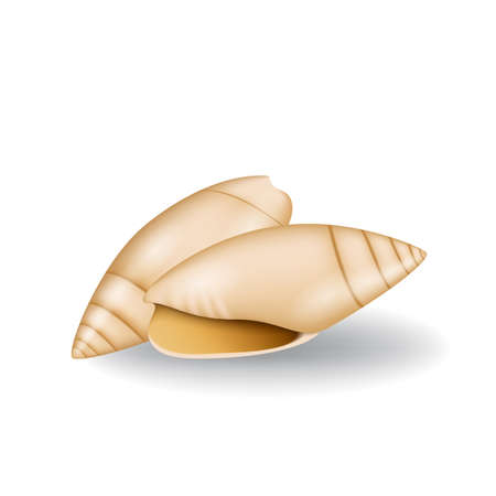 Realistic Seashell Isolated Illustrationのイラスト素材