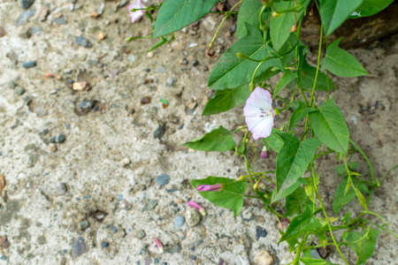 Convolvulus arvensis or field bindweed with space for text. Beautiful flowers of european bindweed or convolvulaceaeの写真素材