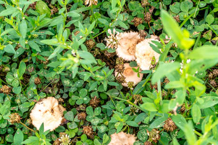 Small toadstools in green grass. Wild mushroom growing in the forestの写真素材