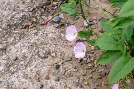 Convolvulus arvensis or field bindweed with space for text. Beautiful flowers of european bindweed or convolvulaceaeの写真素材