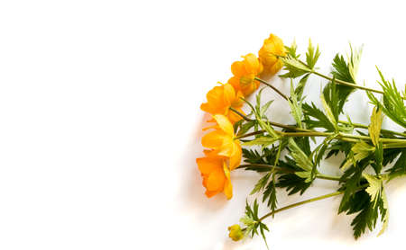 Orange Globe Flowers or Trollius Europaeus on White Background with Blank Space for Textの写真素材