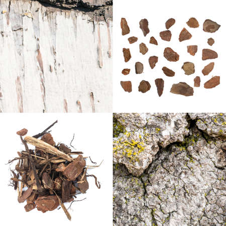 Set of Natural Bark Backgrounds. Old Forest Tree Barks Collection. Wood Chips on White Backgroundの写真素材